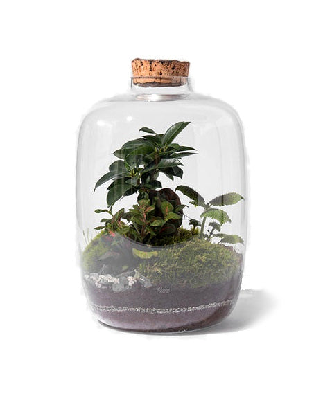 Kit DIY Jungle Cloud Medium
