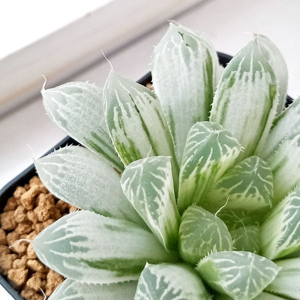 HAWORTHIA Cooperi Filifera 'Variegata'