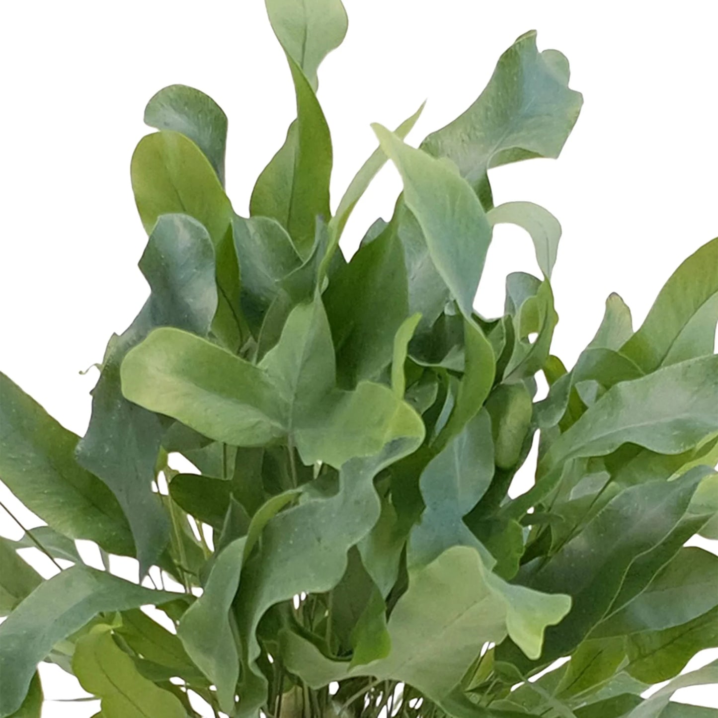 PHLEBODIUM Aureum Blue Star