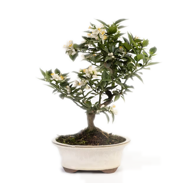 BONSAI CITRUS Myrtifolia 7 years