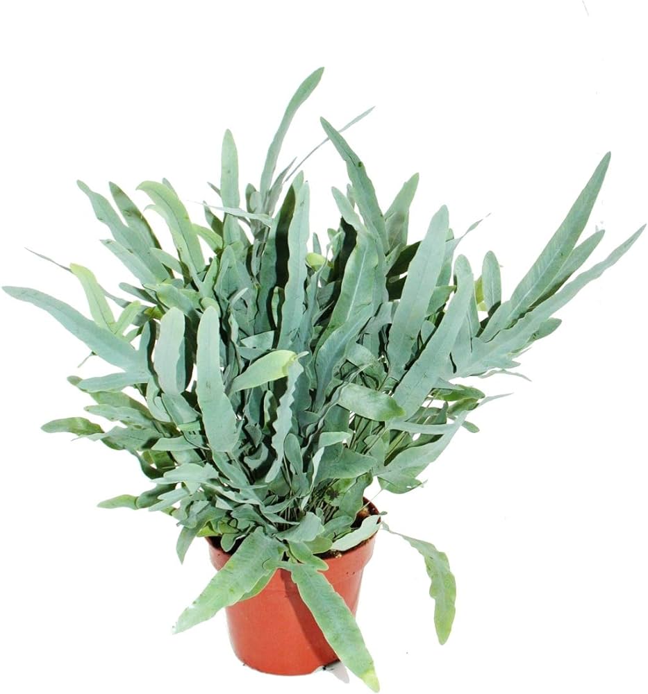 PHLEBODIUM Aureum Blue Star