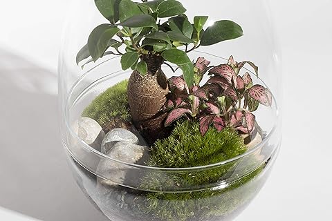KIT DIY Jungle Egg Large