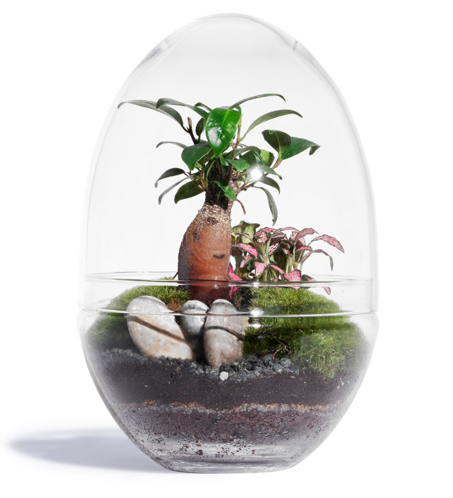 KIT DIY Jungle Egg Large