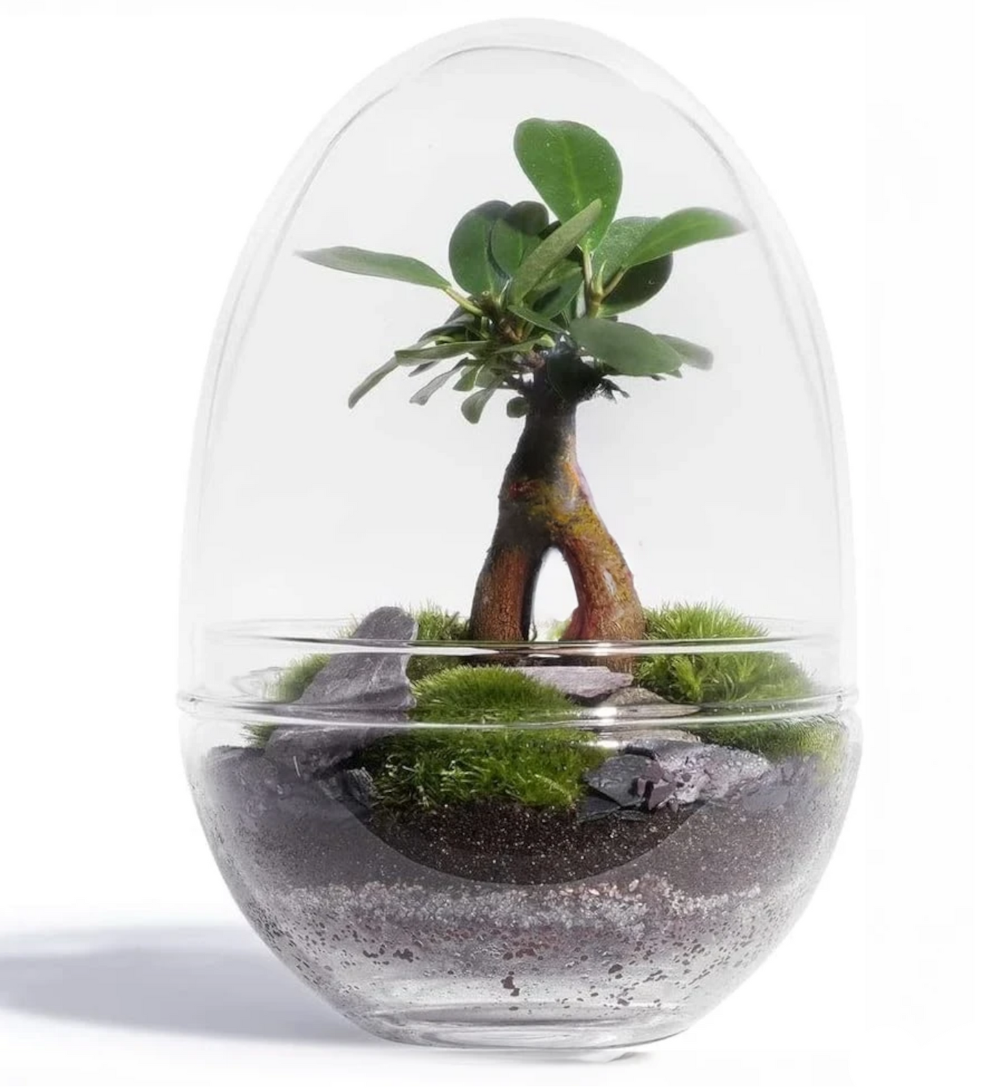 Kit DIY Jungle Egg Medium