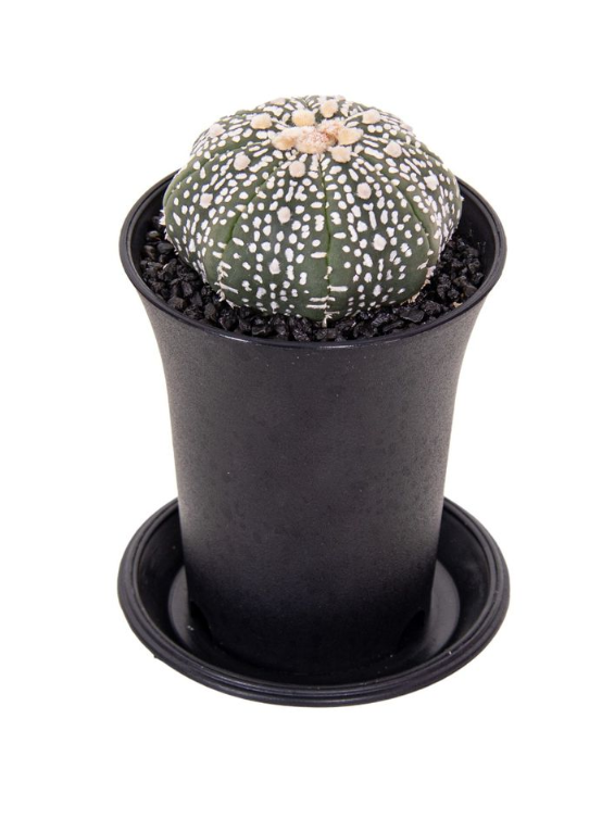 ASTROPHYTUM Asterias