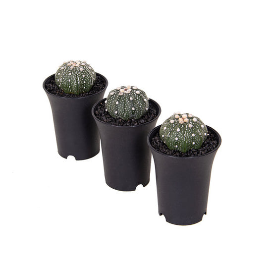 ASTROPHYTUM Asterias