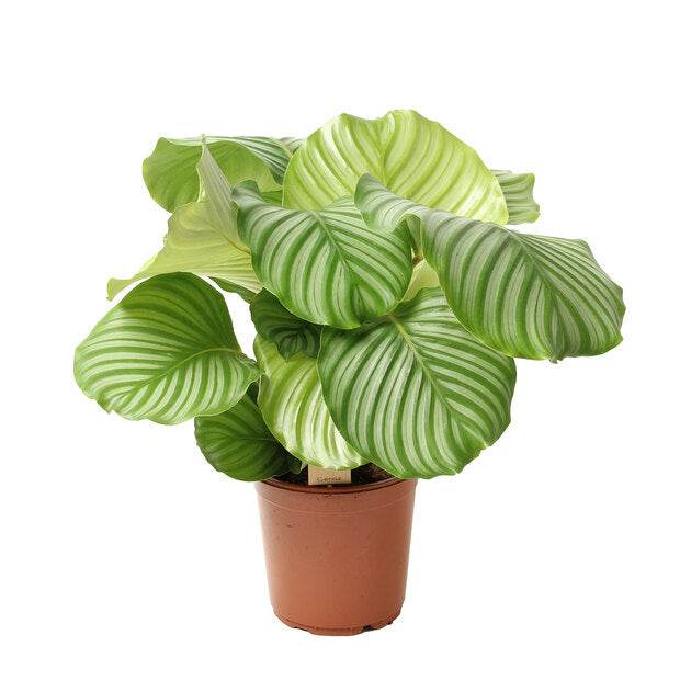 CALATHEA Orbifolia
