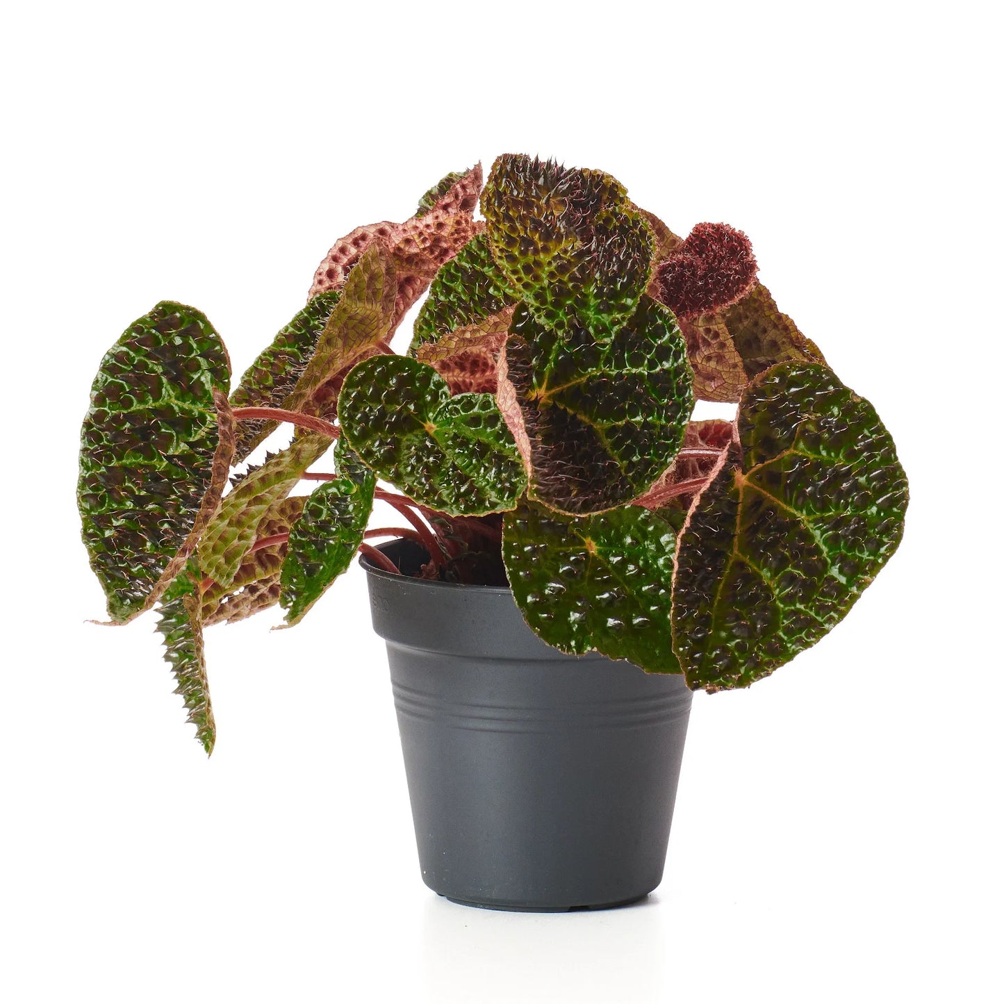 BEGONIA Red Ferox