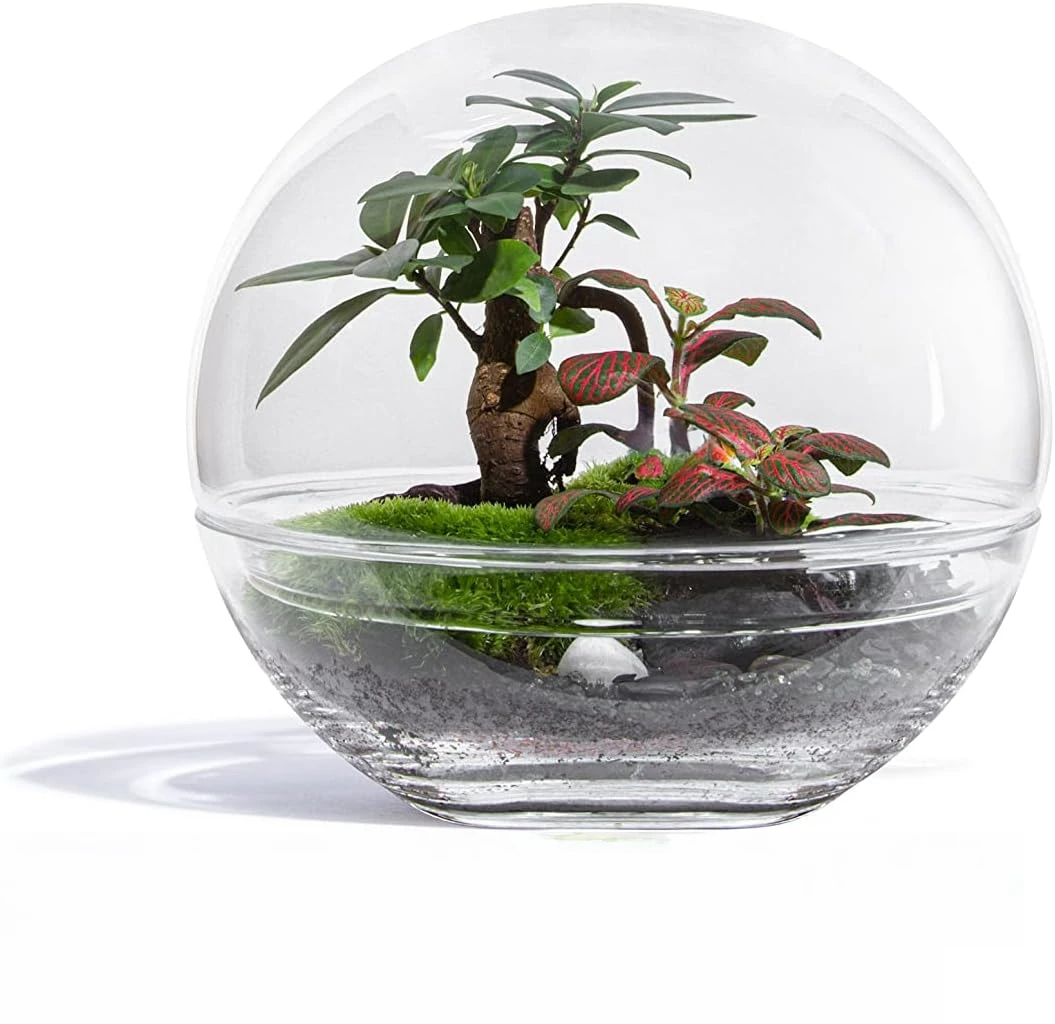 Jungle Bubble Medium