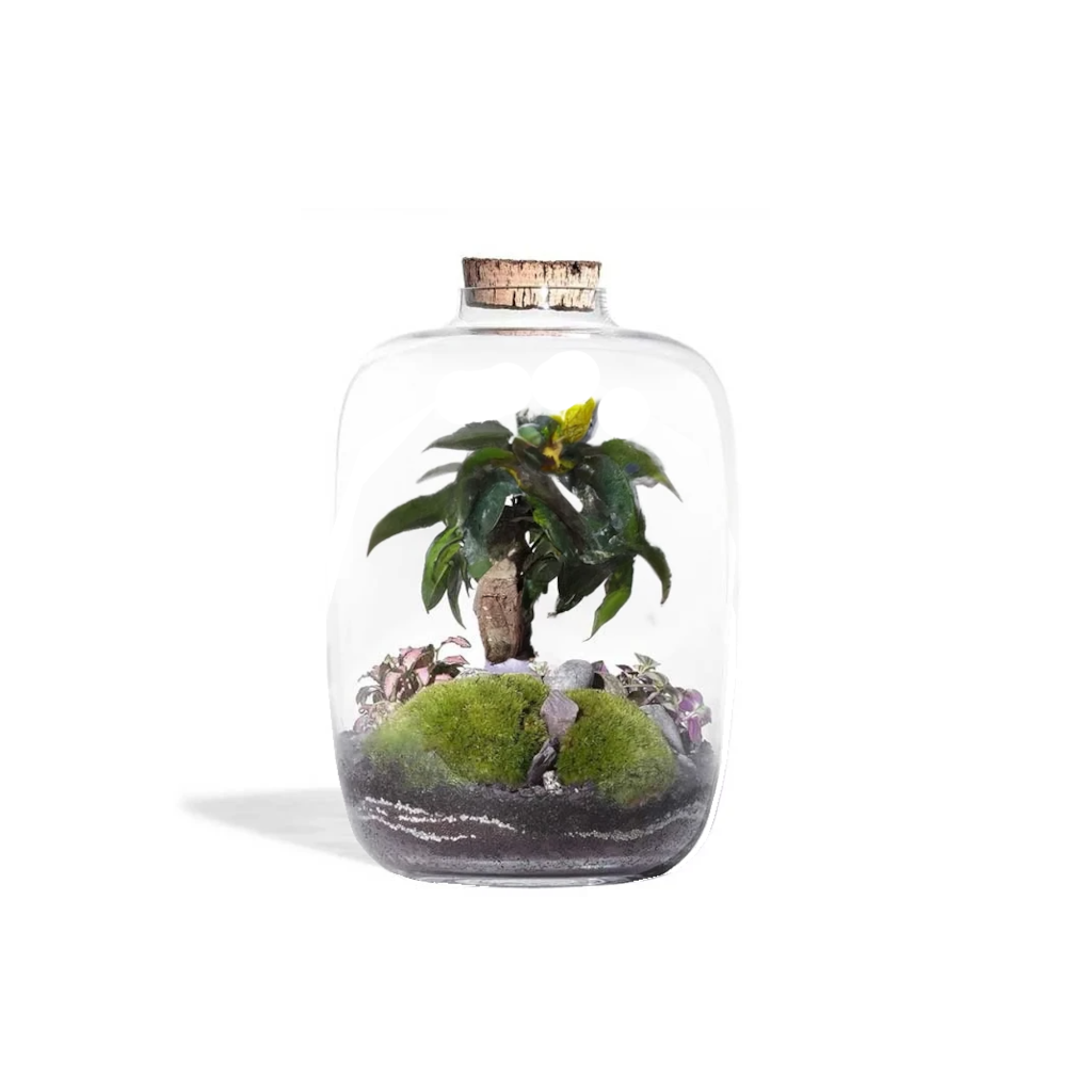 Kit DIY Jungle Cloud Small