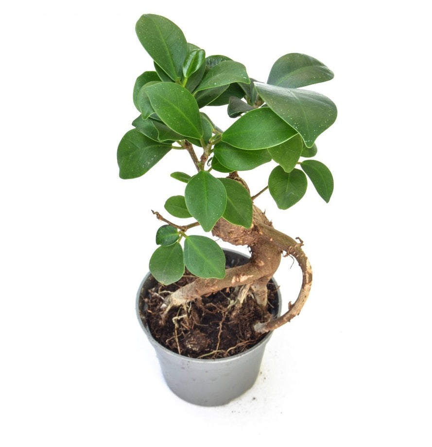 FICUS Microcarpa