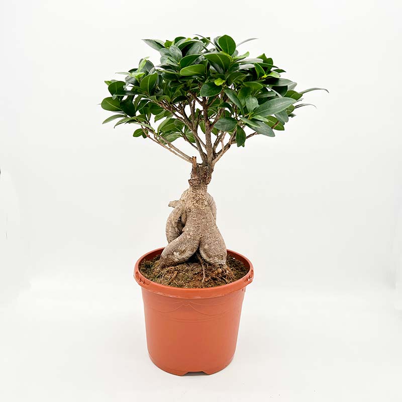 FICUS Microcarpa