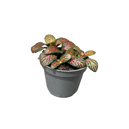 Kit DIY Jungle Egg Medium