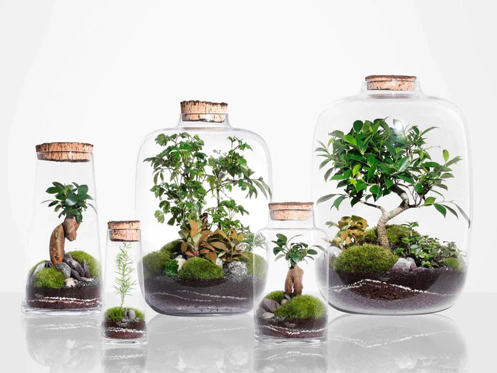 Kit DIY Jungle Cloud Large