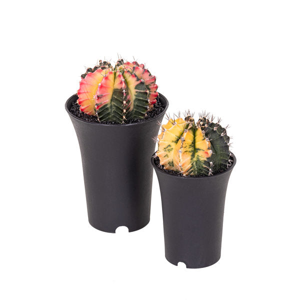 GYMNOCALYCIUM Mihanovichii 'Variegata'