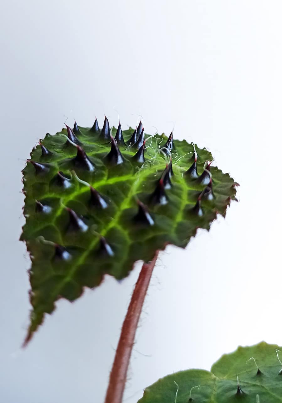 BEGONIA Red Ferox