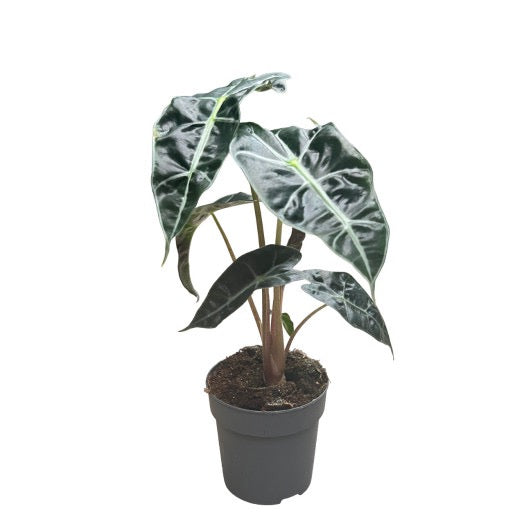 ALOCASIA Amazonica