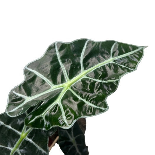 ALOCASIA Amazonica