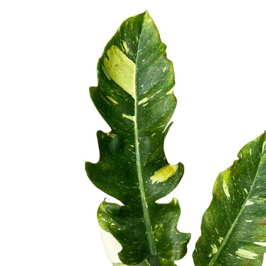 PHILODENDRON Ring Of Fire 'Variegata'