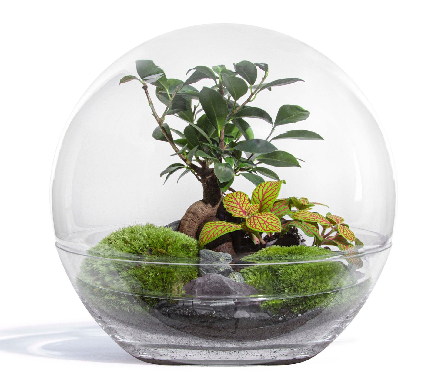 Jungle Bubble Large
