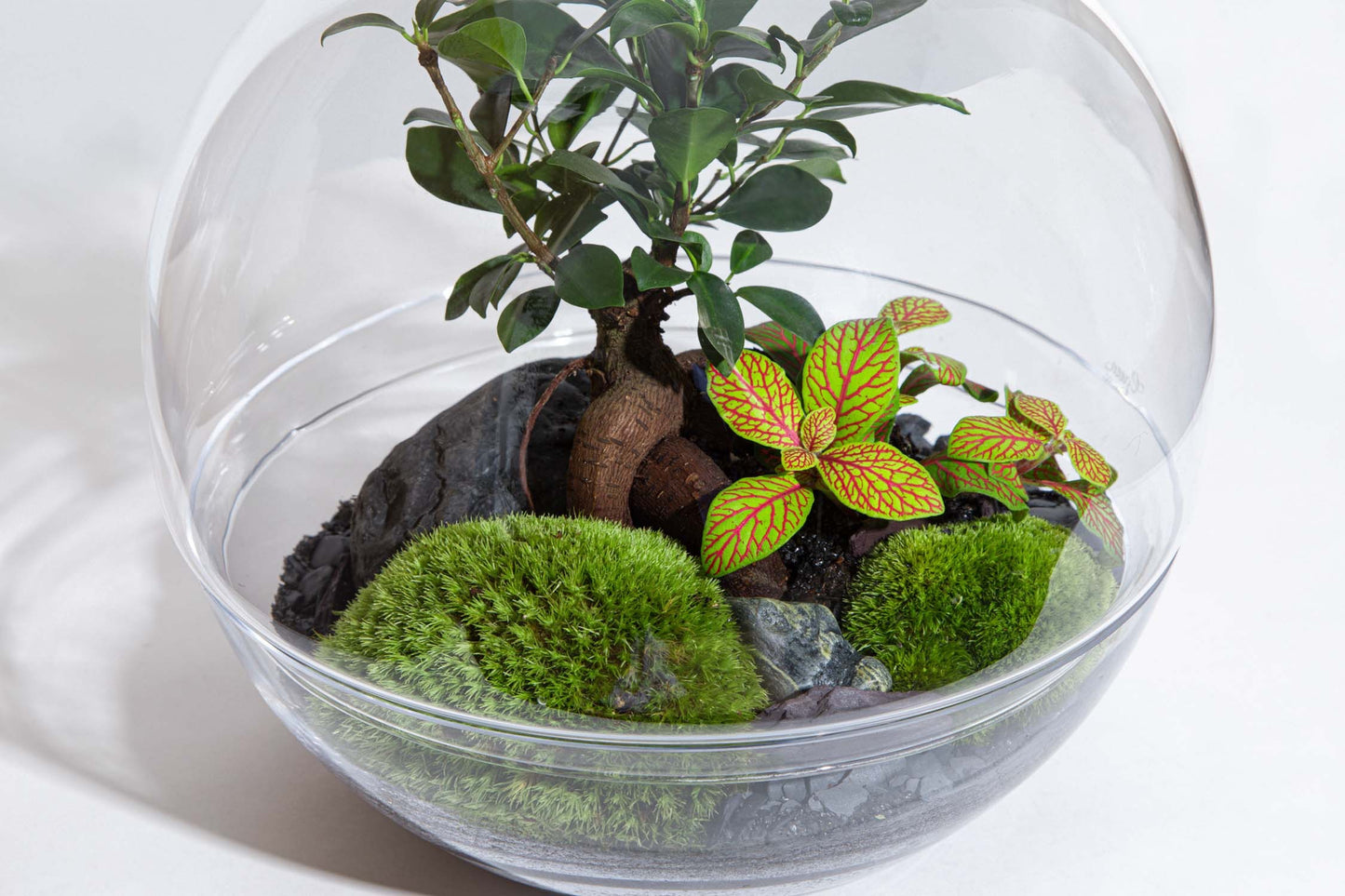 Jungle Bubble Large