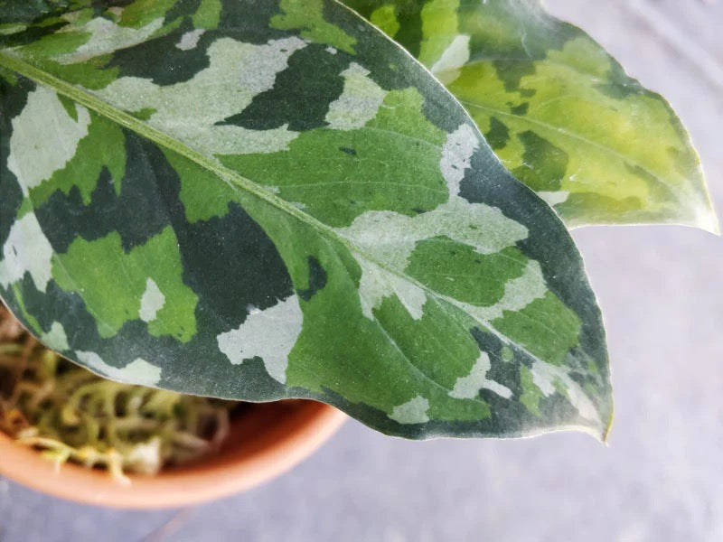 AGLAONEMA Commutatum Tricolor