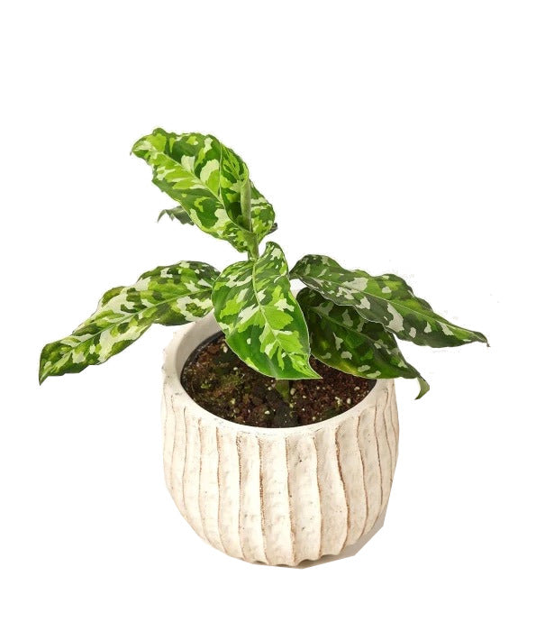 aglaonema commutatum tricolor AGLAONEMA Commutatum Tricolor – Jungle Factory