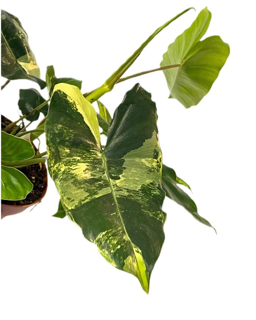 PHILODENDRON Burle Marx 'Variegata'
