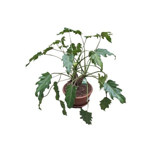 PHILODENDRON Xanadu
