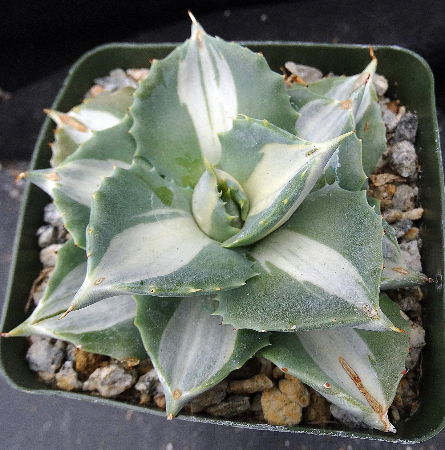 AGAVE Ohi Raijin 'Variegata'