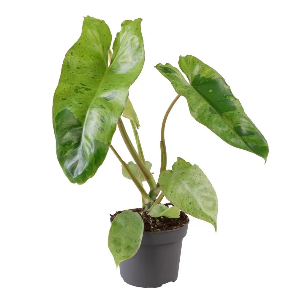 PHILODENDRON Paraiso Verde 'Variegata'