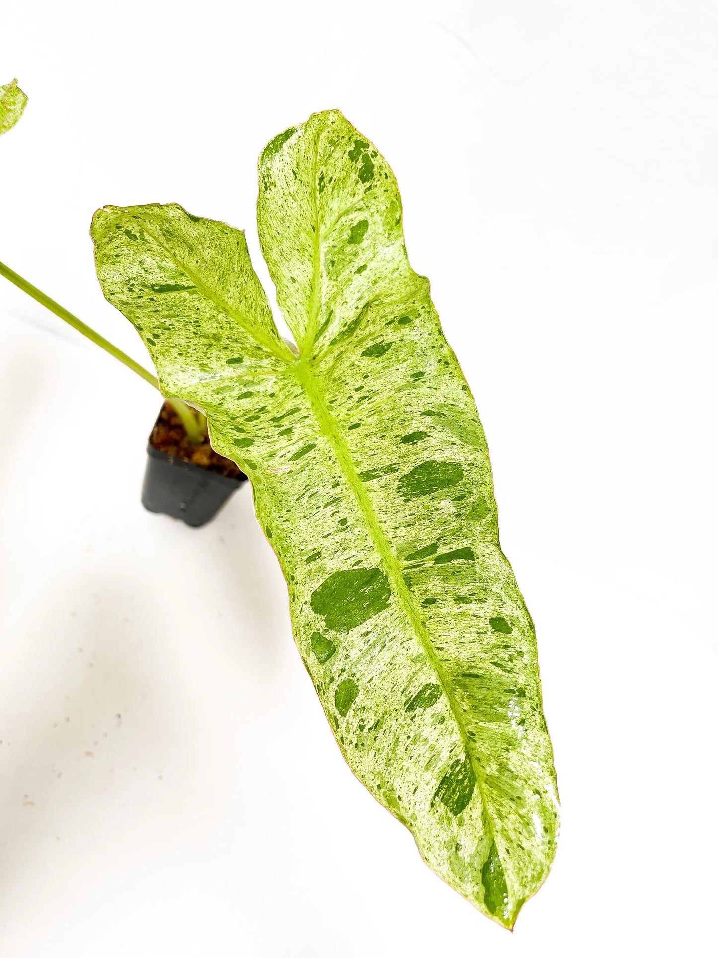 PHILODENDRON Paraiso Verde 'Variegata'