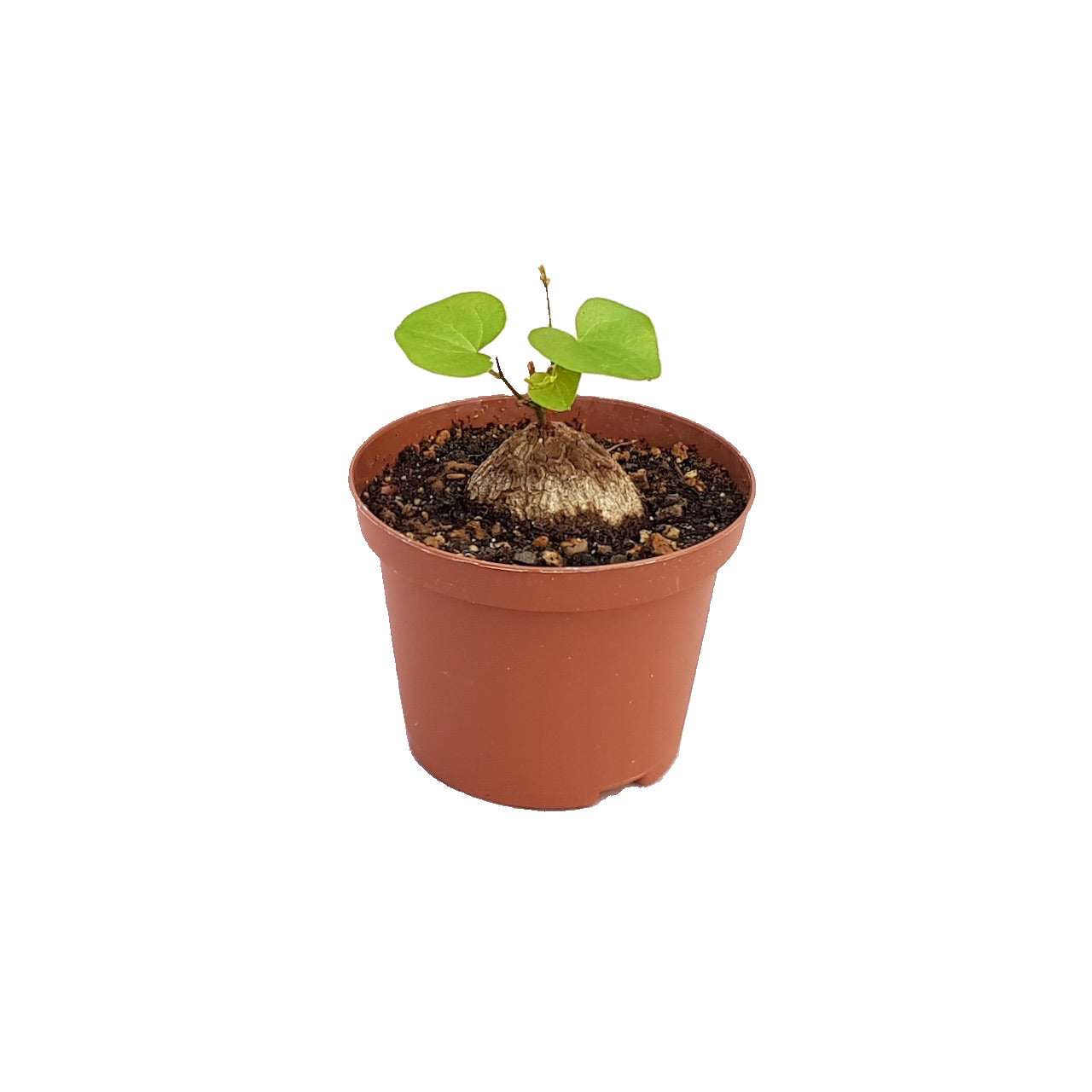 DIOSCOREA Elephantipes