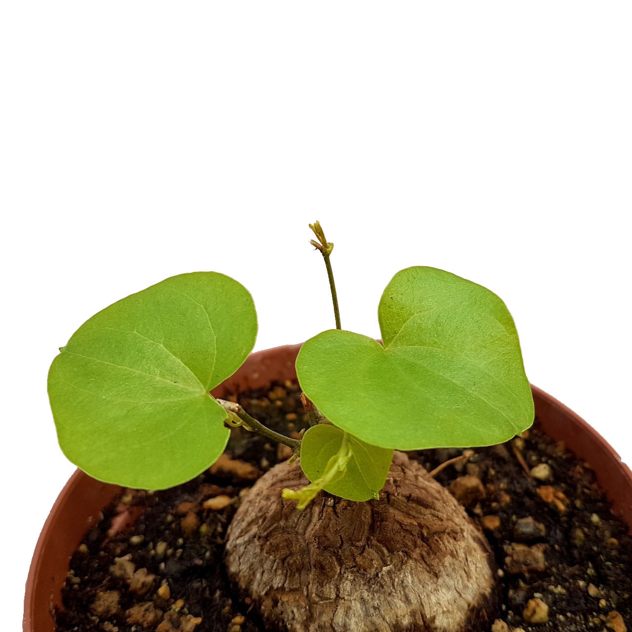 DIOSCOREA Elephantipes