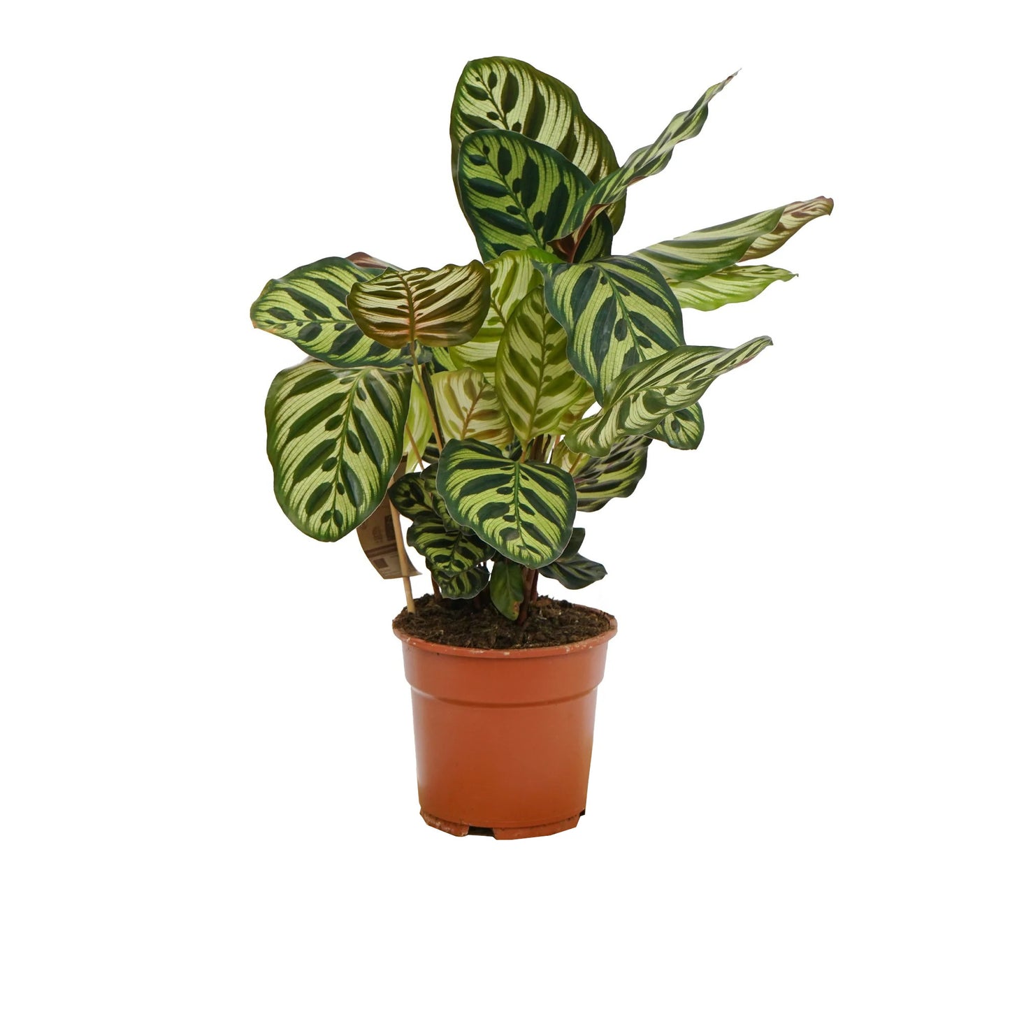 CALATHEA Makoyana