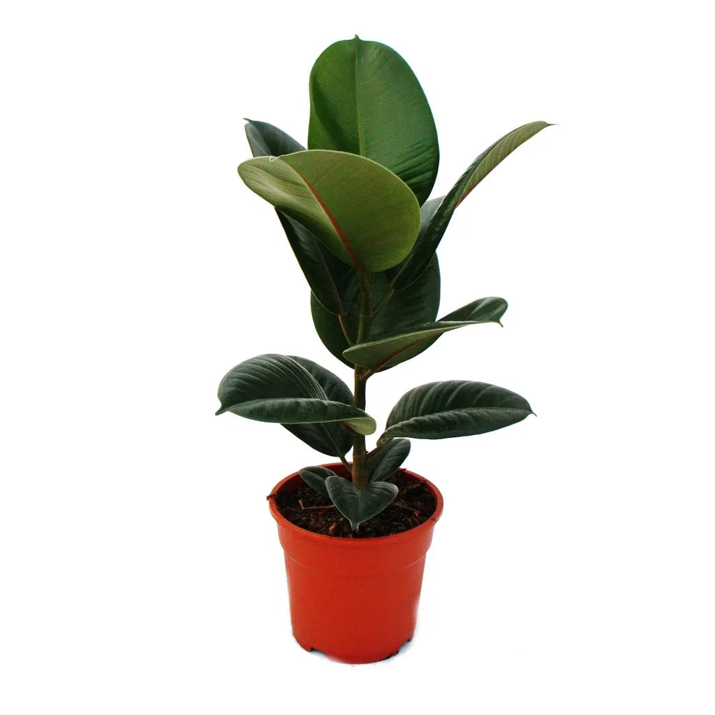 FICUS Elastica Robusta