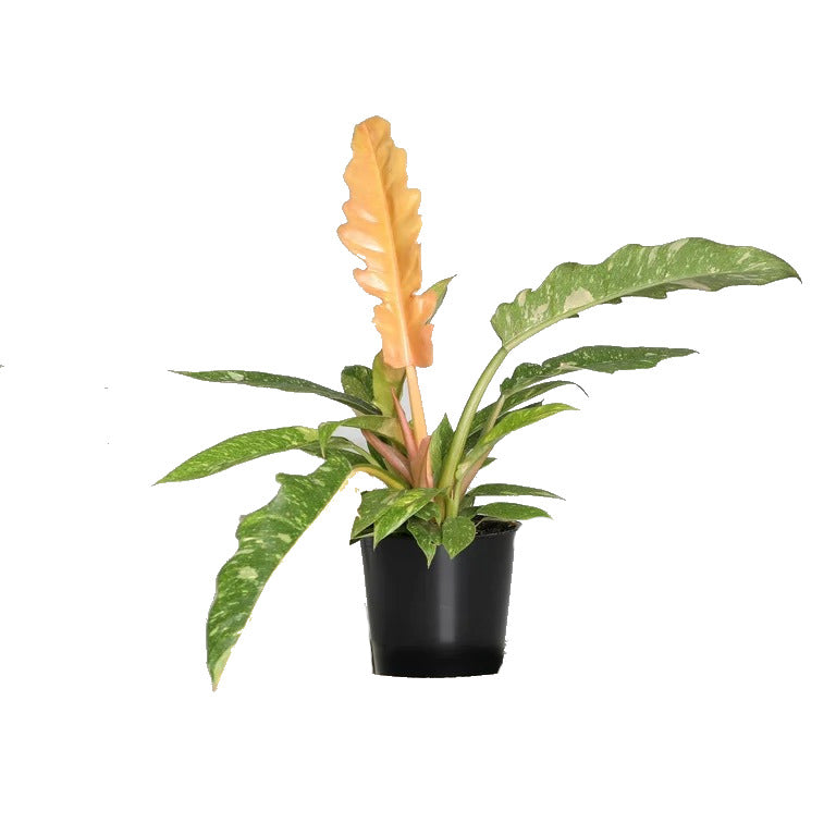 PHILODENDRON Ring Of Fire 'Variegata'