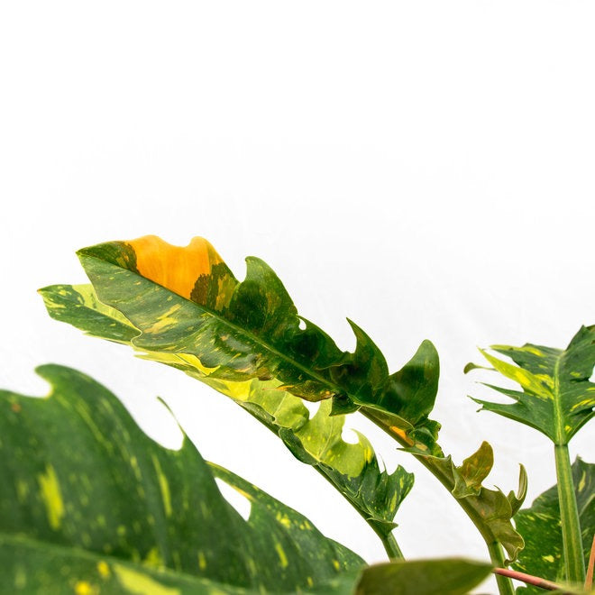 PHILODENDRON Ring Of Fire 'Variegata'