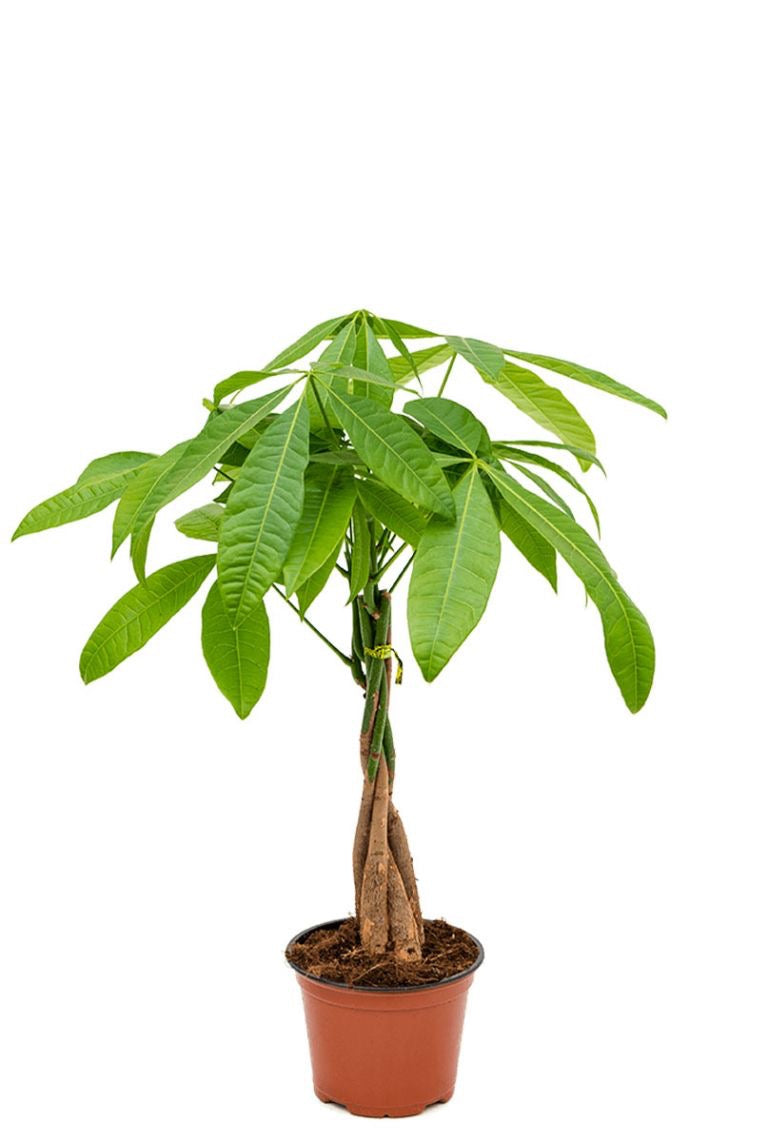 PACHIRA Aquatica (River Cocoa Tree)