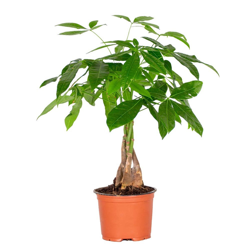 PACHIRA Aquatica (River Cocoa Tree)