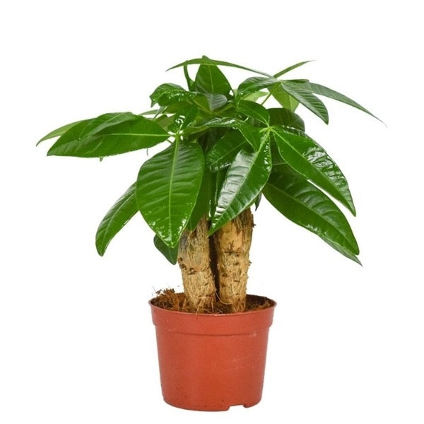 PACHIRA Aquatica (River Cocoa Tree)