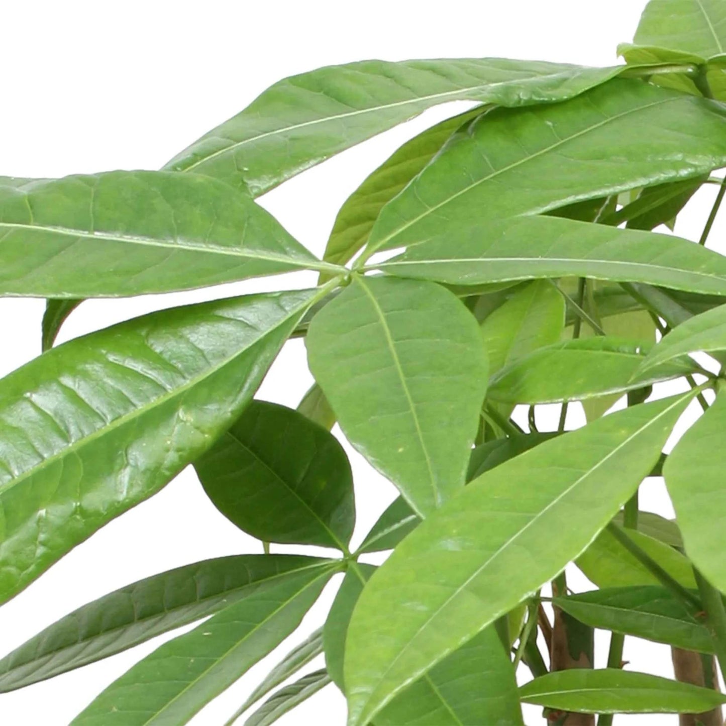 PACHIRA Aquatica (River Cocoa Tree)