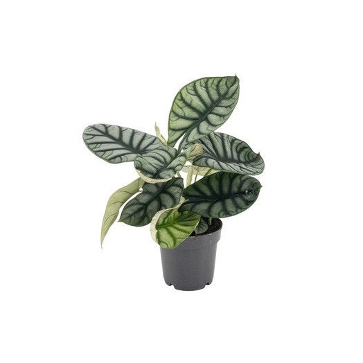 ALOCASIA Nebula Dragon Scale Silver