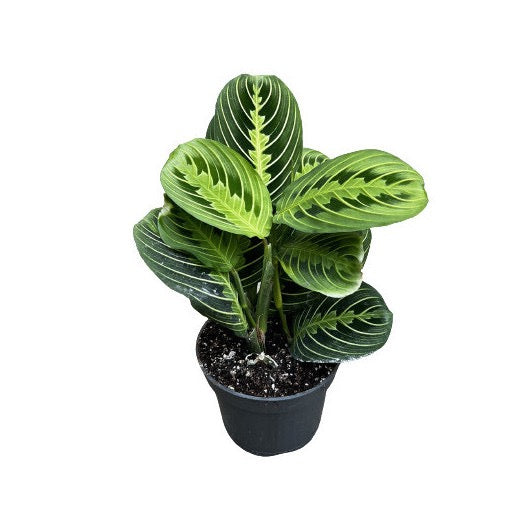 MARANTA Leuconeura Lemon Lime