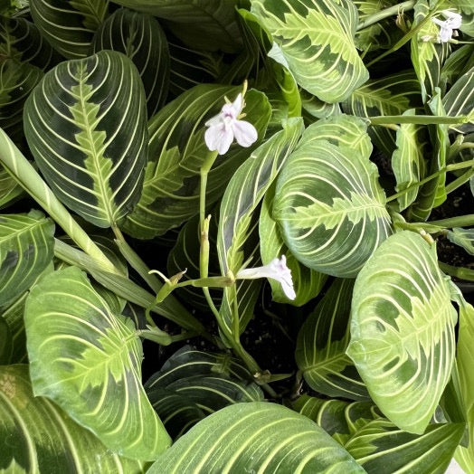 MARANTA Leuconeura Lemon Lime