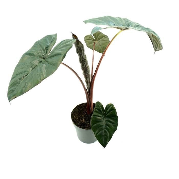 ALOCASIA Cucullata Yucatan