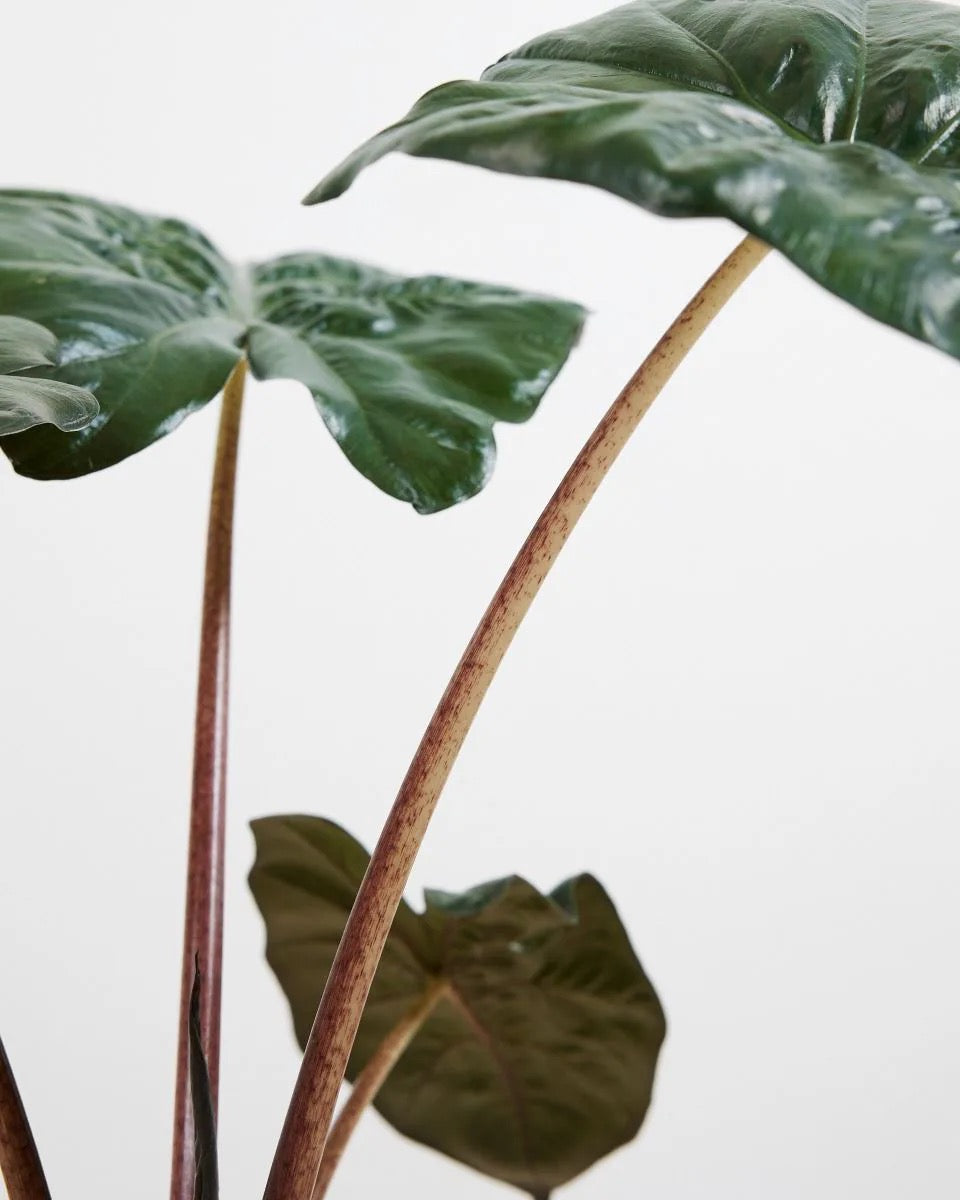 ALOCASIA Cucullata Yucatan
