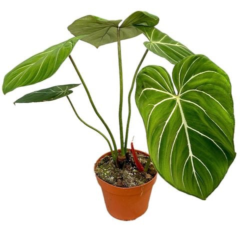 PHILODENDRON Gloriosum