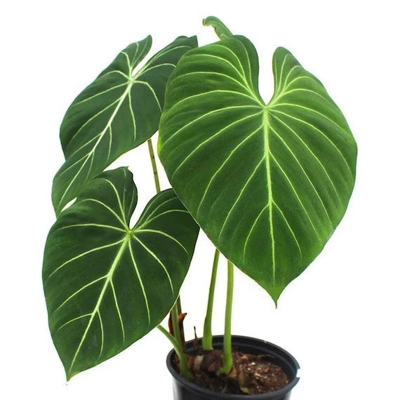 PHILODENDRON Gloriosum