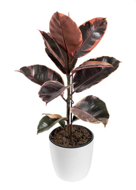 FICUS Elastica Ruby
